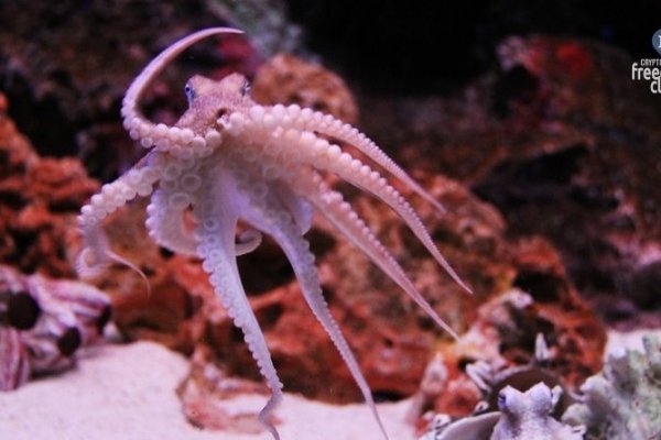 Kraken kraken link24 info