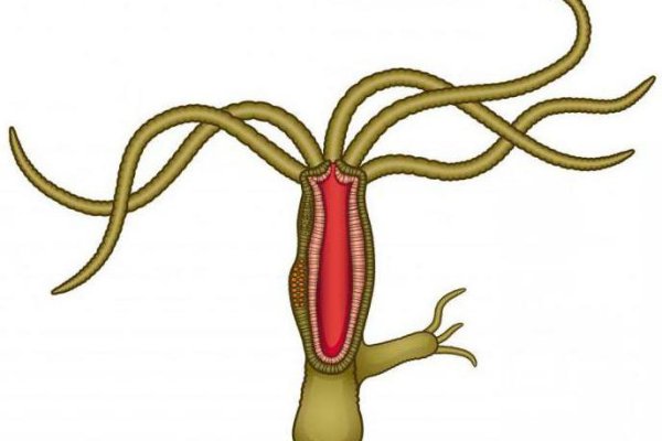 Kraken ссылка на сайт актуальная