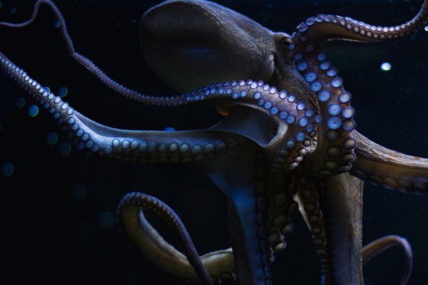 Kraken сайт kraken clear com